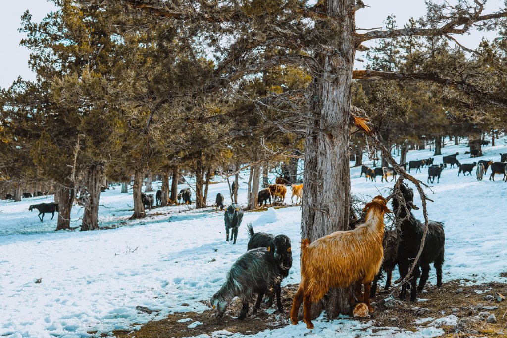 Frozen Goats